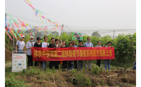 桑椹滿枝頭，采摘正當(dāng)時(shí)- 神農(nóng)中醫(yī)館鮮桑椹合作基地采摘紀(jì)實(shí)